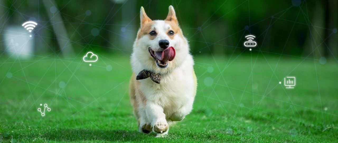 来见证 1win网络为乖宝集团打造的这张网